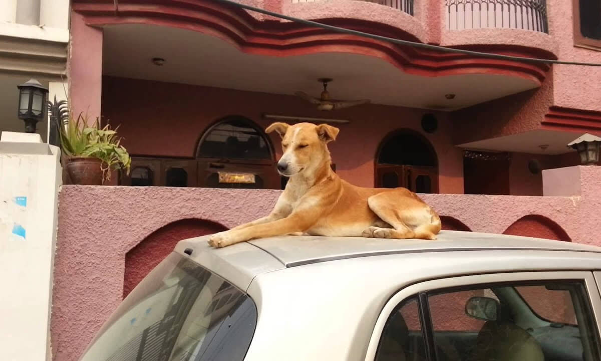 anti dog car cover