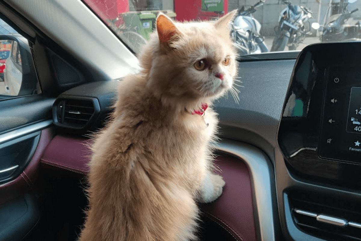 A persian cat travelling in car